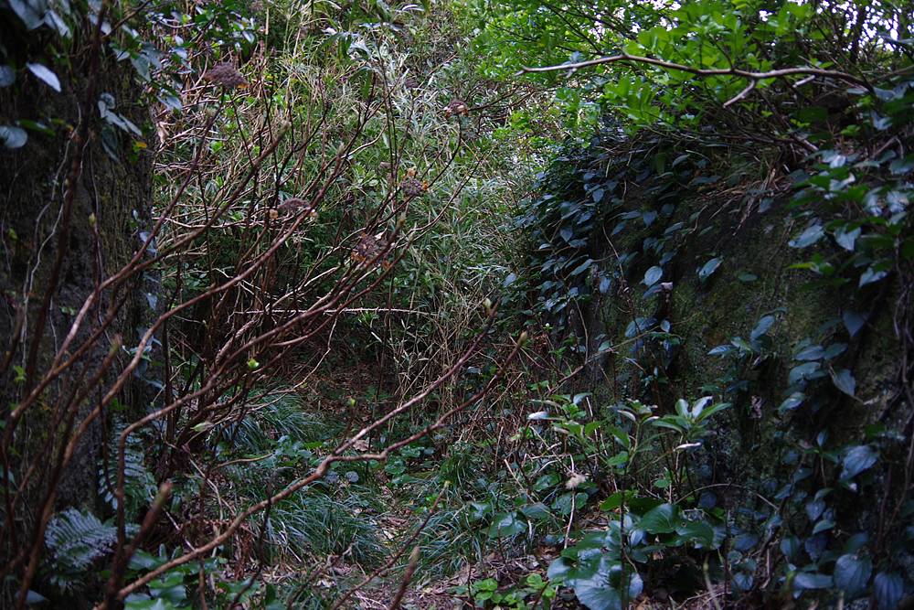 【山さ行がねが】ミニレポート第275回 東京都道215号 大坂隧道 後編