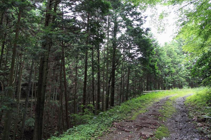 国道52号 万沢峠旧道 (画像サイズ: 800×533 125kB)